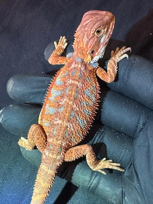 Half Red Monster  Half extreme Red in Hypo und Het Hypo mit und ohne Blue Tiger