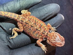 Half Red Monster  Half extreme Red in Hypo und Het Hypo mit und ohne Blue Tiger