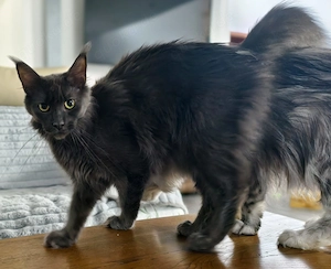 Wunderschöne 15 Monate alte Katze sucht ihr Für-immer-Zuhause! 