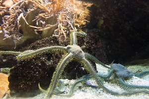 Meerwasser Olivgrüner Schlangen-Seestern abzugeben
