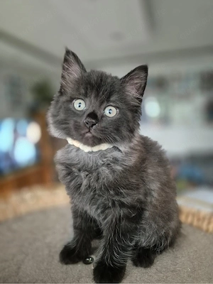  katzenwelpen(12 woche alt)