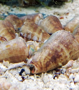 Meerwasser 4 x Kegelfechterschnecken abzugeben
