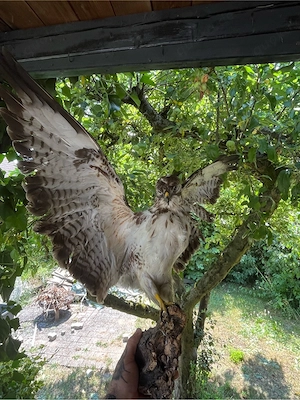 Präparat Bussard
