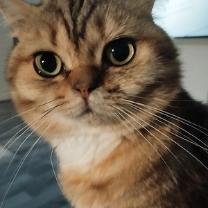 BKH Kater 
