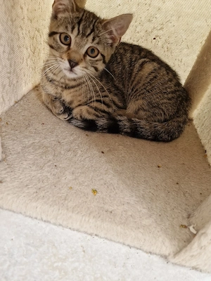 Baby Katzen