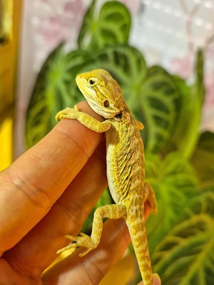 hypo high citrus leatherback NZ weibchen bartagame 
