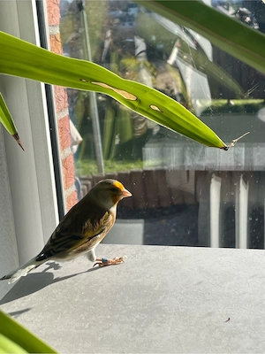 Vogel mit Zubehör