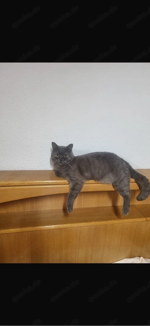 Dabol sucht neues Zuhause 
