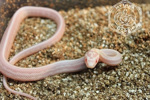 Junge Kornnattern (Pantherophis guttatus) aus eigener Nachzucht abzugeben