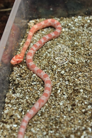 Junge Kornnattern (Pantherophis guttatus) aus eigener Nachzucht abzugeben