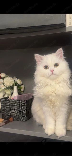 Bella sucht ein liebevolles neues Zuhause     
