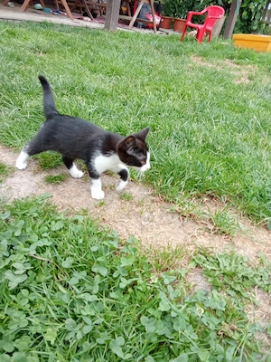 süße katze 
