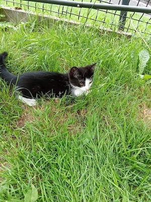 süße katze  Bild 4