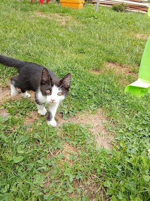 süße katze  Bild 3