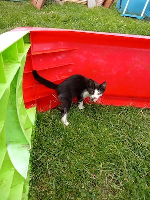 süße katze  Bild 2