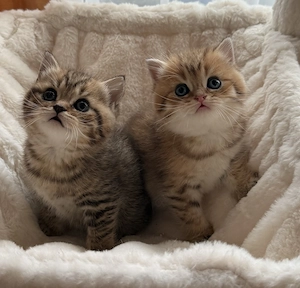 Wunderschöne Britisch Kurzhaar Kitten (BKH) 