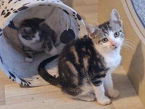Europäisch Kurzhaar Kitten weiblich