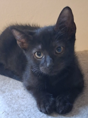 Europäisch Kurzhaar Kitten weiblich