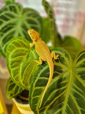 hypo dunner coral het trans NZ weibchen bartagame 