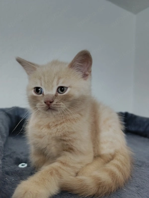 BKH Katzenbabys 