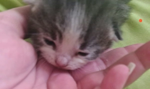 Maincoon Mix Kitten suchen ein Zuhause für IMMER 