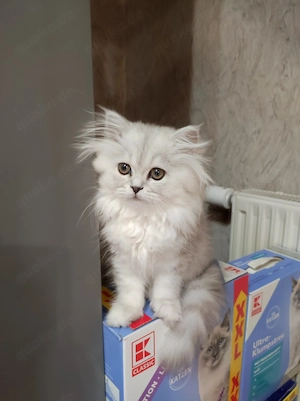 BKH Kitten, abgabebereit 