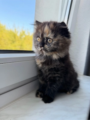 Britische Kurze Haare Kitten