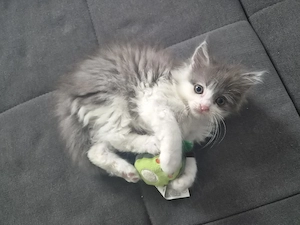 Perser-Siam Mädchen sucht neues Zuhause 