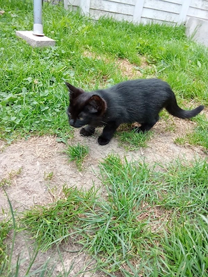 12 Wochen Katze Weiblich 