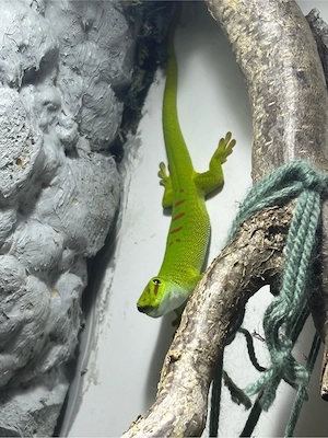 Großer Madagaskar Taggecko phelsuma grandis Weibchen