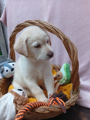 Liebevolle Hundewelpen abzugeben