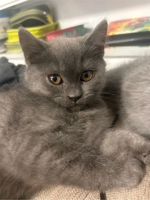 BKH Kitten, nur noch ein Weibchen 