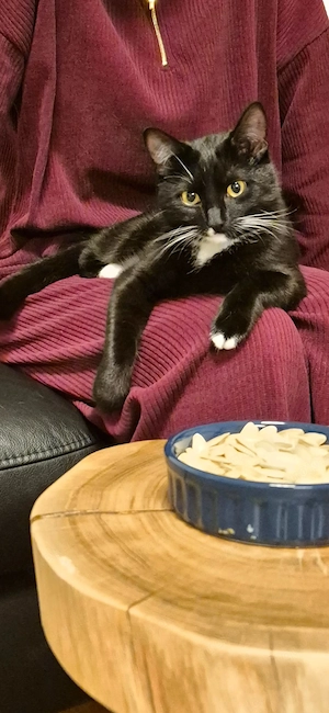 Katze Tuxedo Hauskatze kastriert