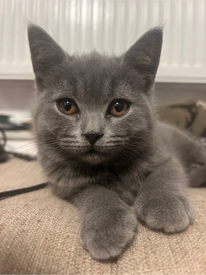 BKH Kitten dürfen ausziehen 