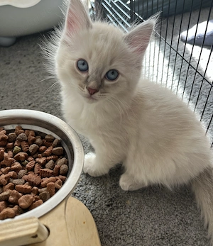 Unsere letzte babykatze sucht ein Zuhause