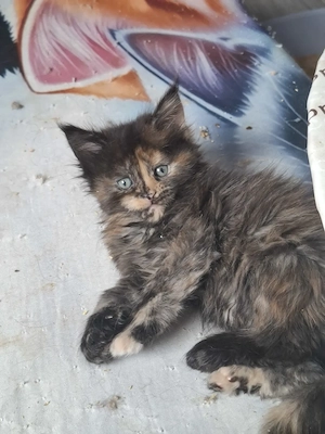 Zauberhafte Meine Coon Kitten 
