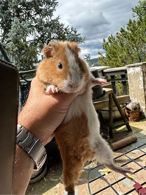 Meerschweinchen