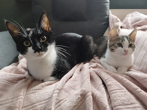 Liebe junge Katze