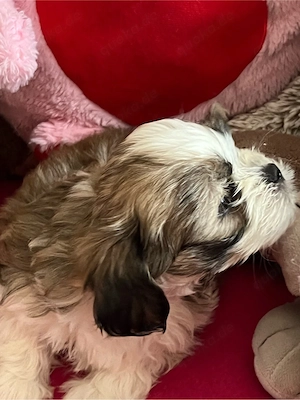 Shitzu Malteser