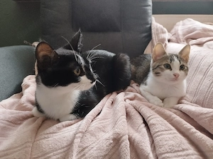 Liebe junge Katze