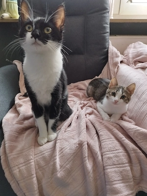 Katzenduo zwei Mädels suchen neue Familie mit viel Zubehör 