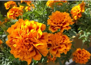  Tagetes-Samen, Studentenblumen-Samen aus 2025