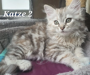 3 Sibirische Katze kitten
