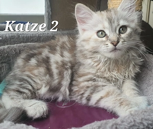 3 Sibirische Katze kitten waldkatze