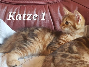 3 Sibirische Katze kitten waldkatze