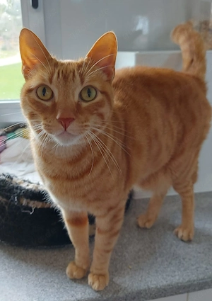 FOZ - bildschöner Rottiger-Kater Bild 2
