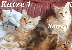 Sibirische Katze kitten