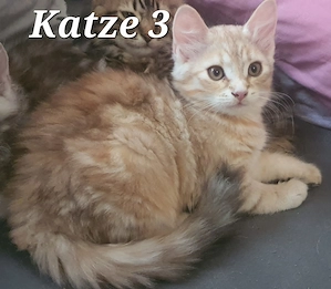 3 Sibirische Katze kitten