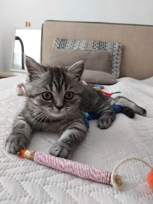 13 woche alte BKH -Perser Katerchen abzugeben