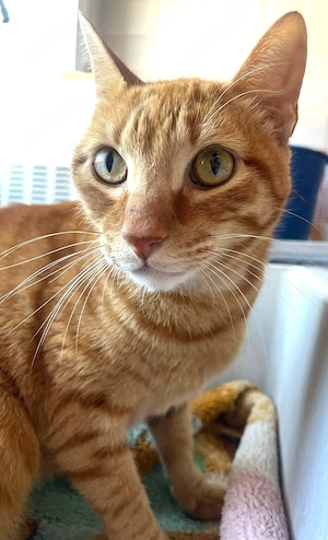 FOZ - bildschöner Rottiger-Kater Bild 4